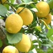檸檬精油  產地：義大利